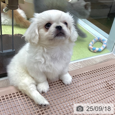 ペキニーズの写真