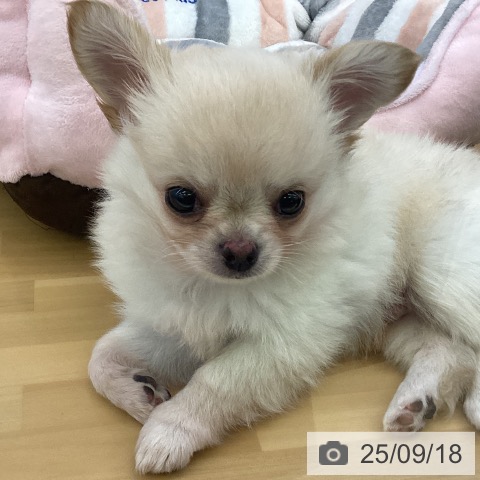 チワワの写真