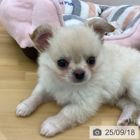 チワワの写真