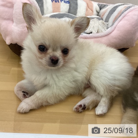 チワワの写真