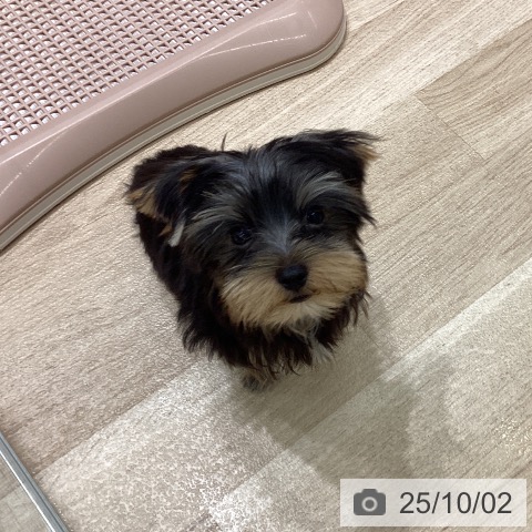 ヨークシャー・テリアの写真