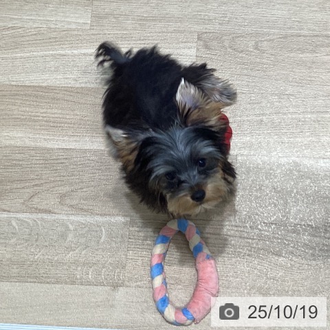 ヨークシャー・テリアの写真