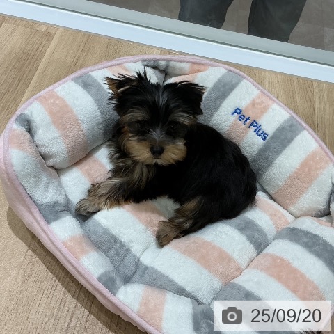 ヨークシャー・テリアの写真