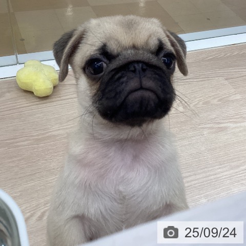 パグの写真