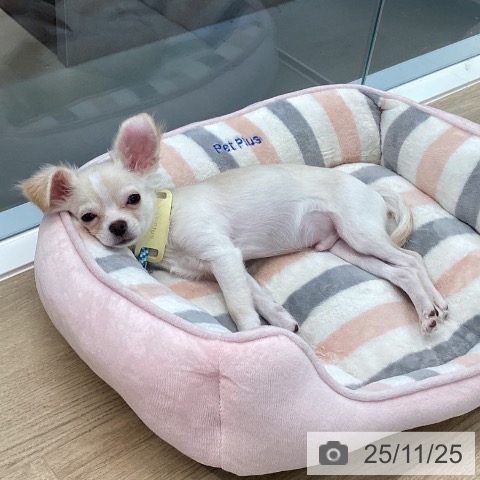 香川県のチワワ(ロング) (ペットプラス 高松店/2025年7月22日生まれ/男の子/クリームホワイト)の子犬の4枚目の画像