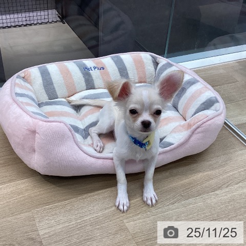 香川県のチワワ(ロング) (ペットプラス 高松店/2025年7月22日生まれ/男の子/クリームホワイト)の子犬の3枚目の画像