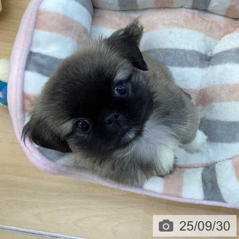 ペキニーズの写真