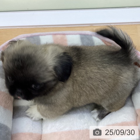 ペキニーズの写真