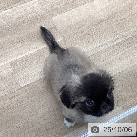 ペキニーズの写真