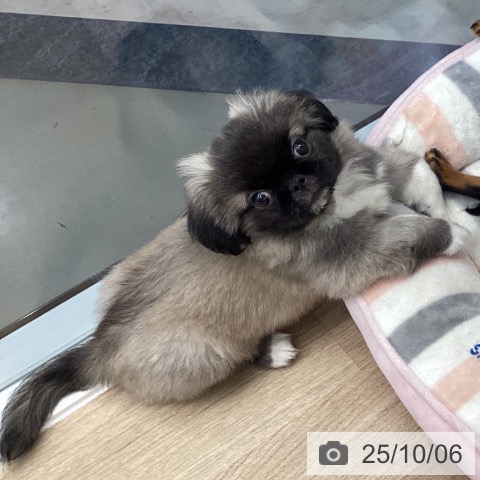 ペキニーズの写真