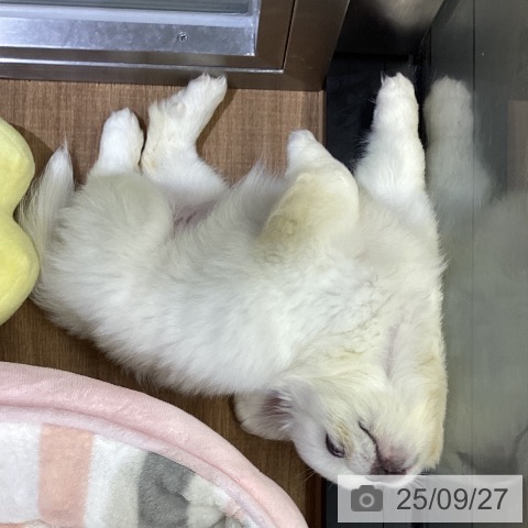 ペキニーズの写真