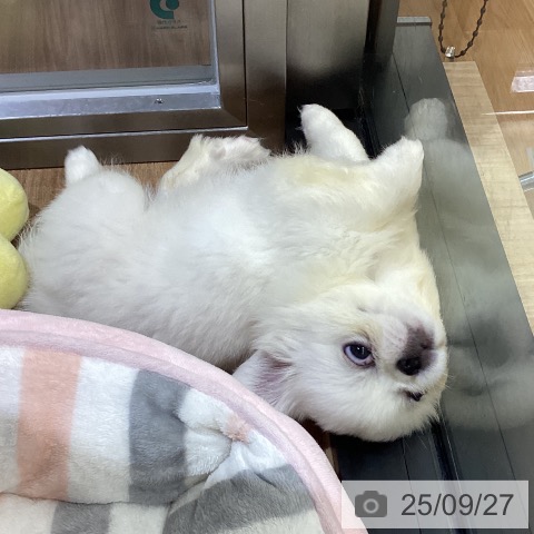ペキニーズの写真