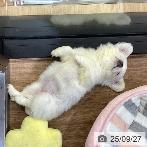 ペキニーズの写真