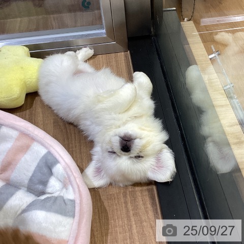 ペキニーズの写真