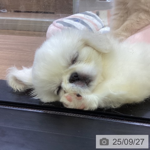 ペキニーズの写真