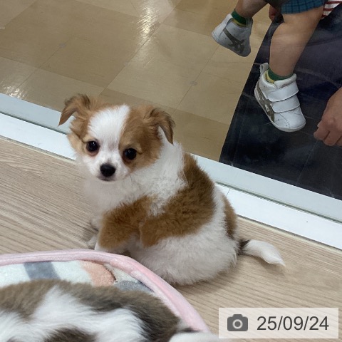 チワワの写真