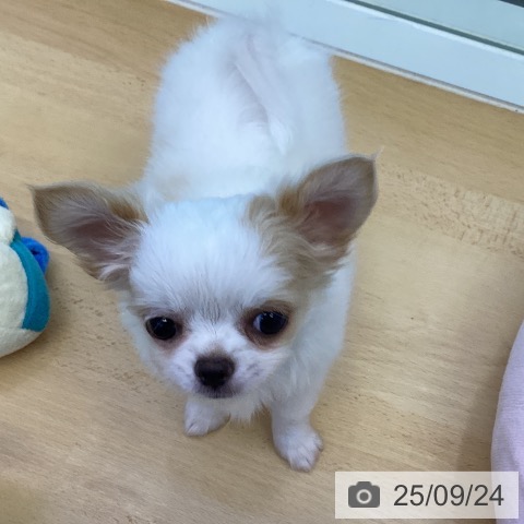 チワワの写真