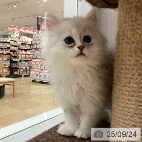 ペルシャの写真