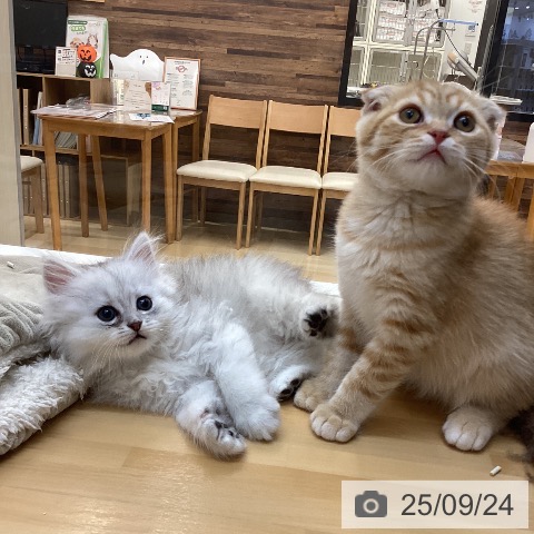 ペルシャの写真