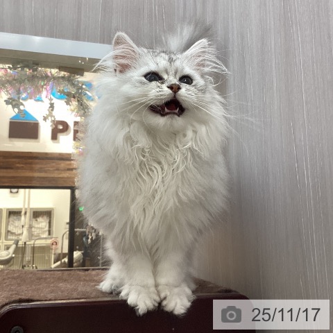 ペルシャの写真