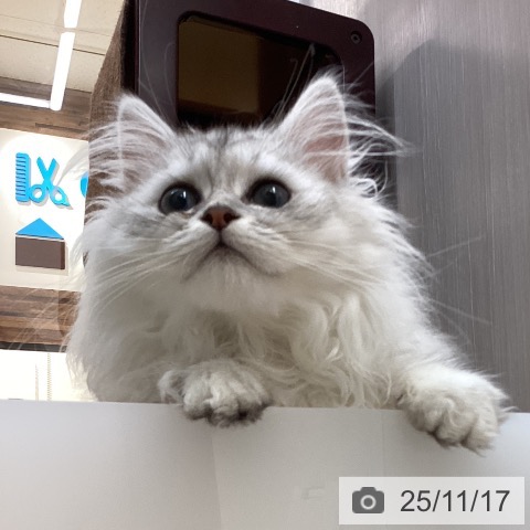 ペルシャの写真