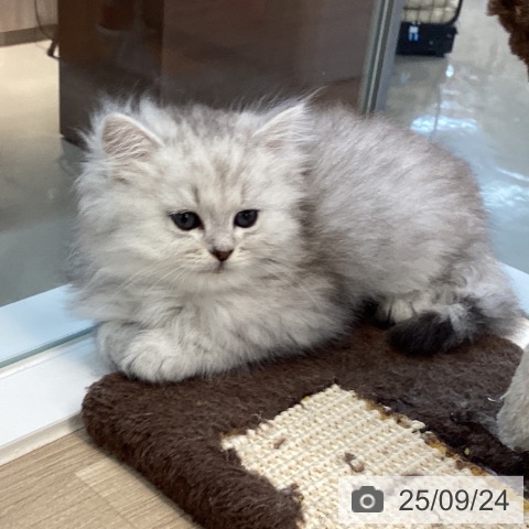 ペルシャの写真