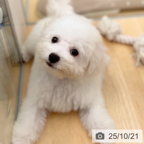 ビション・フリーゼの写真