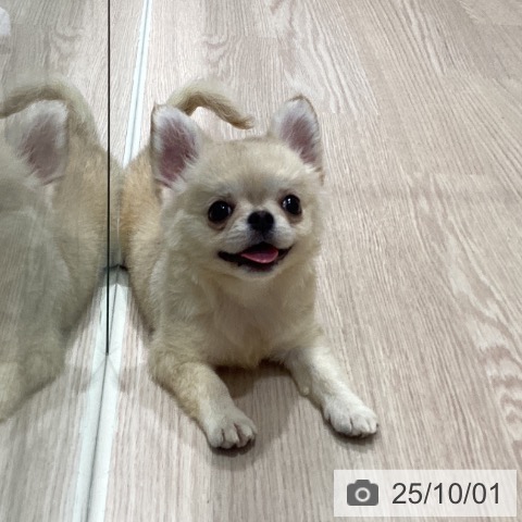 チワワの写真