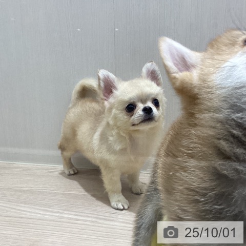 チワワの写真