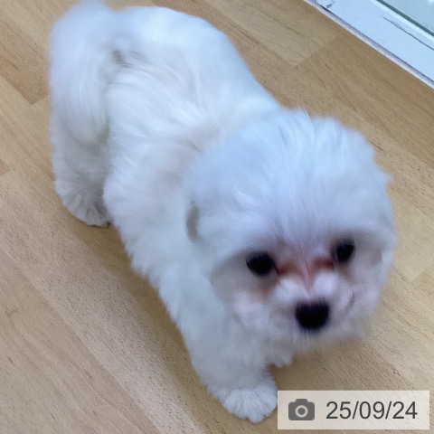 マルチーズの写真