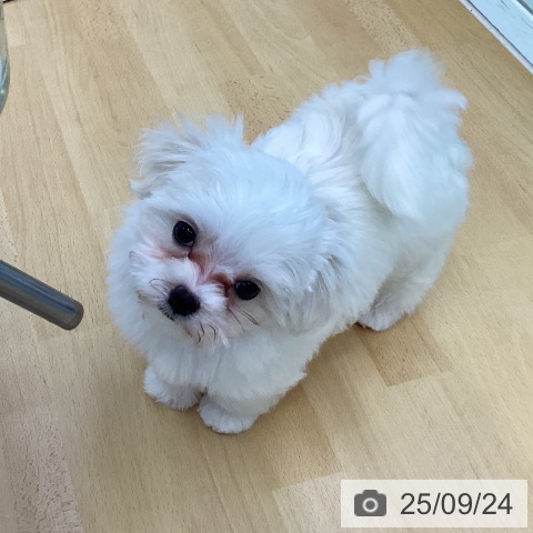 マルチーズの写真