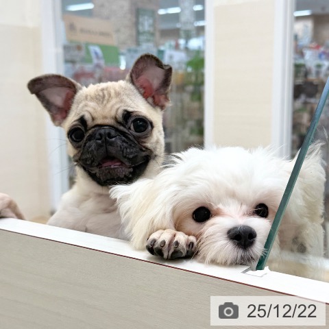 京都府のパグ (ペットプラス 久御山店/2025年7月25日生まれ/女の子/フォーン)の子犬の4枚目の画像