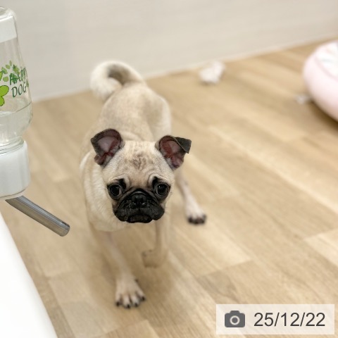 京都府のパグ (ペットプラス 久御山店/2025年7月25日生まれ/女の子/フォーン)の子犬の3枚目の画像