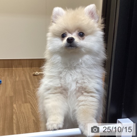 ポメラニアンの写真