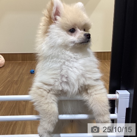 ポメラニアンの写真