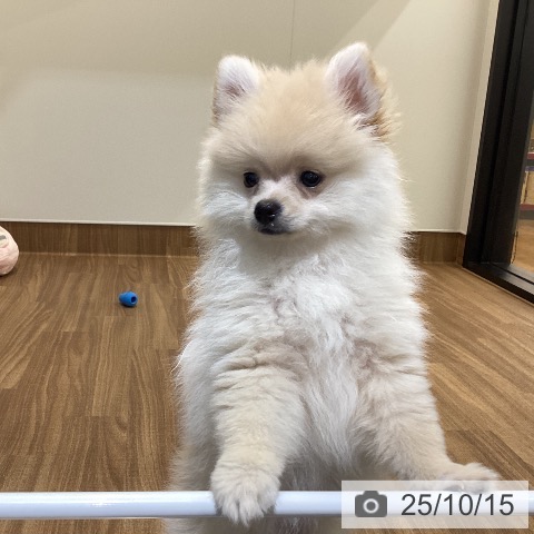 ポメラニアンの写真