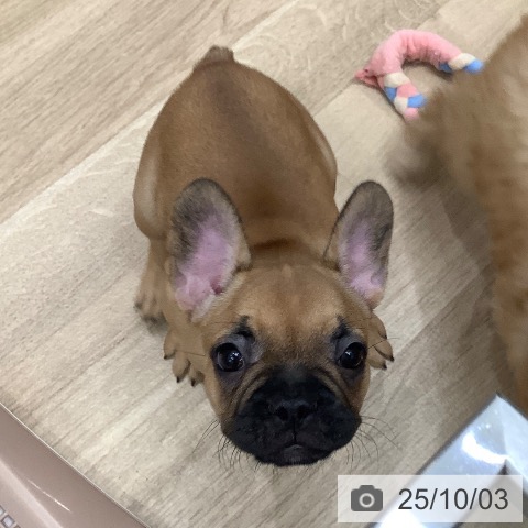 フレンチ・ブルドッグの写真