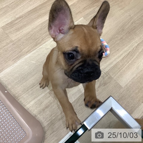フレンチ・ブルドッグの写真