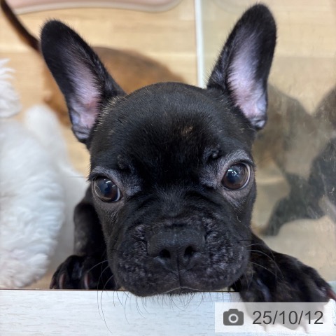 フレンチ・ブルドッグの写真