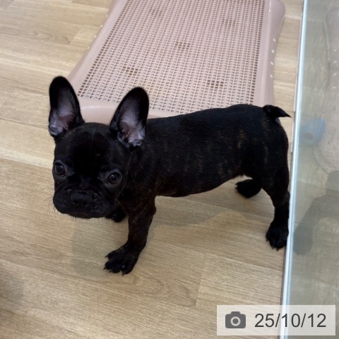 フレンチ・ブルドッグの写真