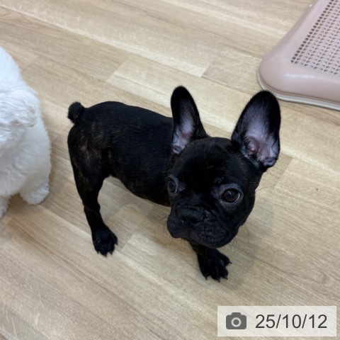 フレンチ・ブルドッグの写真