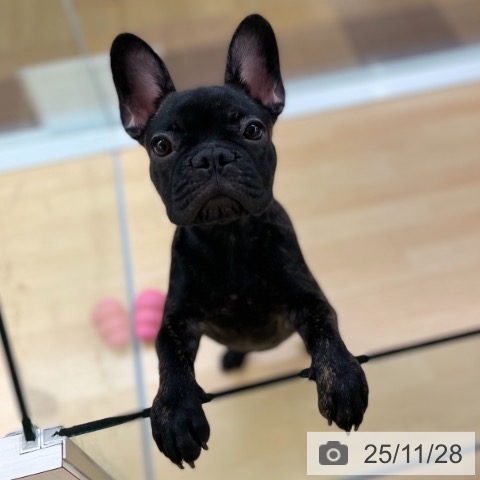 京都府のフレンチブルドッグ (ペットプラス 醍醐店/2025年7月28日生まれ/女の子/ブリンドル)の子犬の3枚目の画像