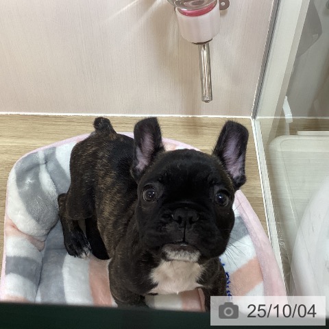フレンチ・ブルドッグの写真