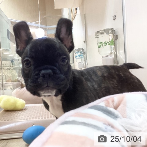 フレンチ・ブルドッグの写真