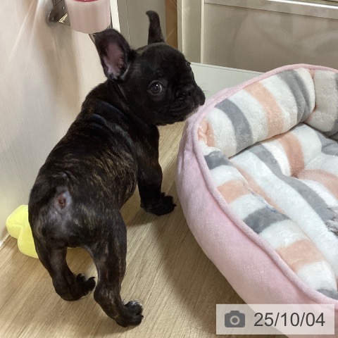 フレンチ・ブルドッグの写真