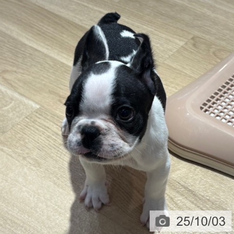 フレンチ・ブルドッグの写真
