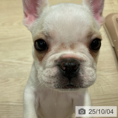フレンチ・ブルドッグの写真
