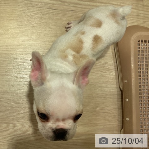 フレンチ・ブルドッグの写真