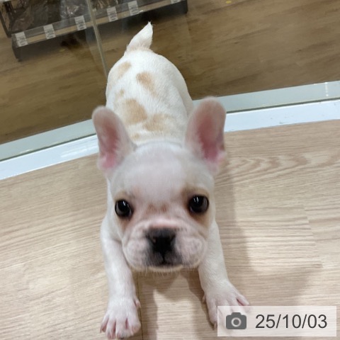 フレンチ・ブルドッグの写真