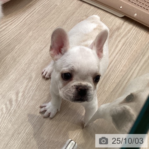 フレンチ・ブルドッグの写真
